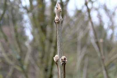 Fraxinus quandrangulata - jasan čtyřhranný - zimní pupeny s větévkou (33)